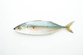 Ikan Kembung